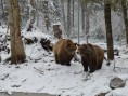 Miller Zoo - Miller Zoo - ours kodiak