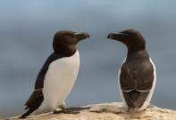 Croisière aux petits pingouins